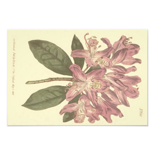 Illustratie Paarse Rhododendron Foto Afdruk (Voorkant)