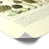 Illustratie paddenstoel wetenschap - Adolphe Millo Poster (Hoek)