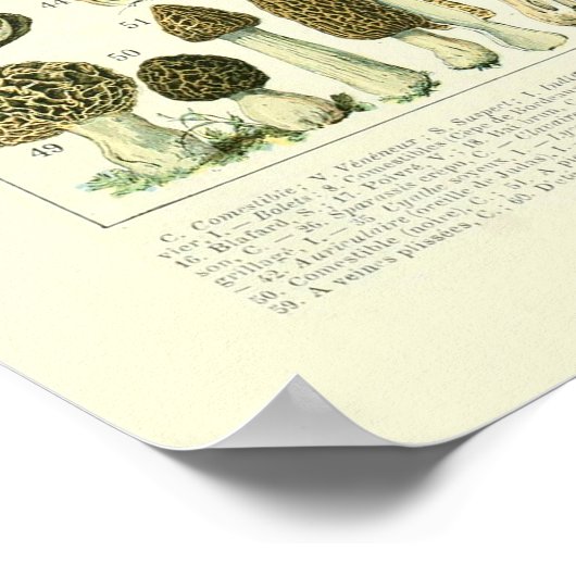 Illustratie paddenstoel wetenschap - Adolphe Millo Poster (Hoek)