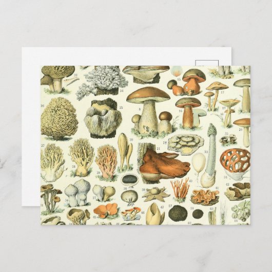 Illustratie paddenstoel Wetenschap -  Bontanisch Briefkaart (Voorkant / Achterkant)