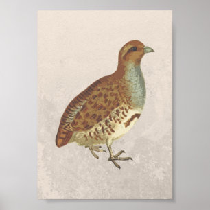 Illustratie partridge Bird Poster