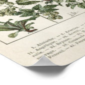 Illustratie Planten  afdrukken Poster (Hoek)