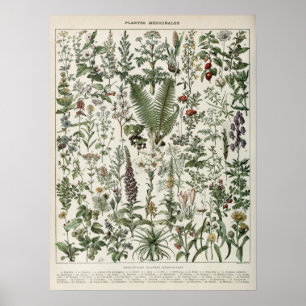 Illustratie Planten afdrukken Poster