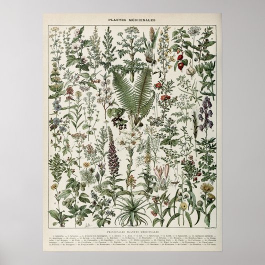 Illustratie Planten  afdrukken Poster (Voorkant)