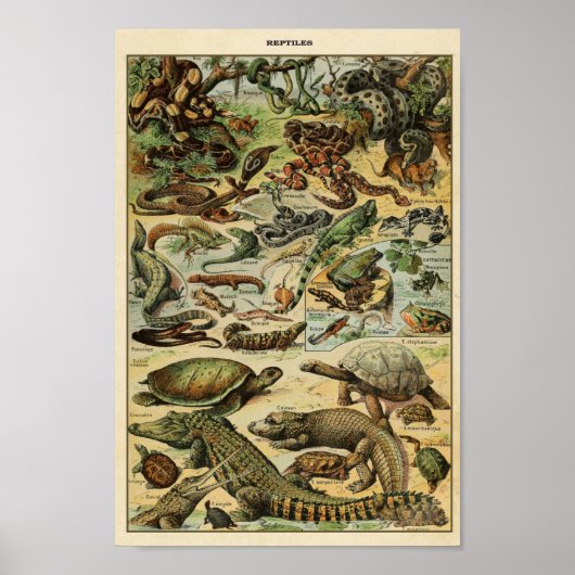 Illustratie  reptielen poster (Voorkant)