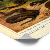 Illustratie  reptielen poster (Hoek)