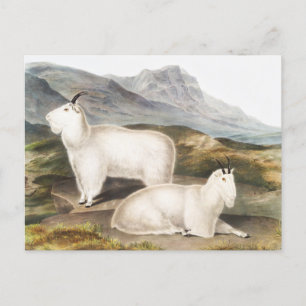 Illustratie Rocky Mountain Goat (Capra Americana) Briefkaart