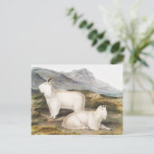 Illustratie Rocky Mountain Goat (Capra Americana) Briefkaart (Staand voorkant)