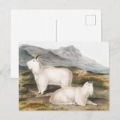 Illustratie Rocky Mountain Goat (Capra Americana) Briefkaart (Voorkant / Achterkant)