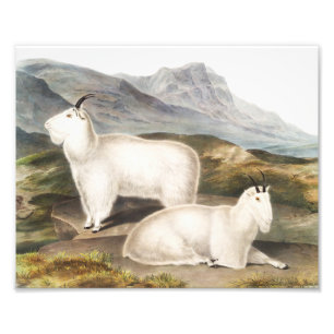 Illustratie Rocky Mountain Goat (Capra Americana) Foto Afdruk