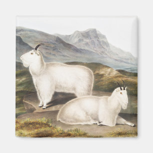 Illustratie Rocky Mountain Goat (Capra Americana) Magneet