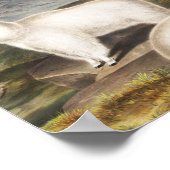 Illustratie Rocky Mountain Goat (Capra Americana) Poster (Hoek)