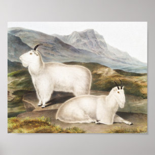 Illustratie Rocky Mountain Goat (Capra Americana) Poster