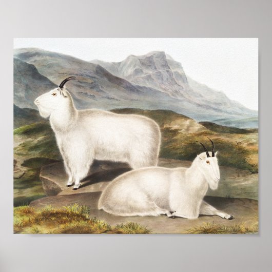 Illustratie Rocky Mountain Goat (Capra Americana) Poster (Voorkant)