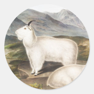 Illustratie Rocky Mountain Goat (Capra Americana) Ronde Sticker