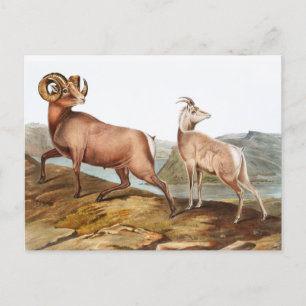 Illustratie Rocky Mountain Sheep (Ovis montana) Briefkaart