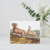 Illustratie Rocky Mountain Sheep (Ovis montana) Briefkaart (Staand voorkant)