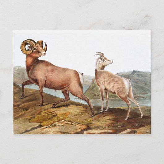 Illustratie Rocky Mountain Sheep (Ovis montana) Briefkaart (Voorkant)