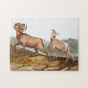 Illustratie Rocky Mountain Sheep (Ovis montana) Legpuzzel