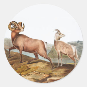 Illustratie Rocky Mountain Sheep (Ovis montana) Ronde Sticker