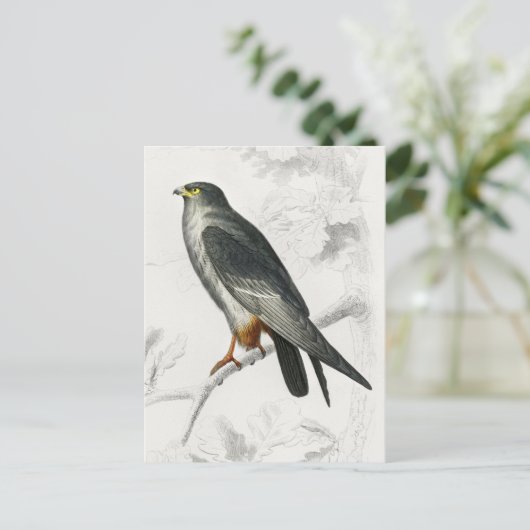  illustratie rode-voettekst van valk briefkaart (Staand voorkant)