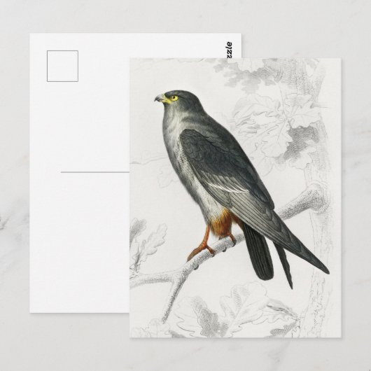  illustratie rode-voettekst van valk briefkaart (Voorkant / Achterkant)