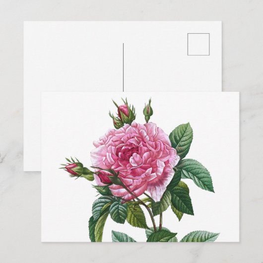  illustratie Roos Briefkaart (Voorkant / Achterkant)