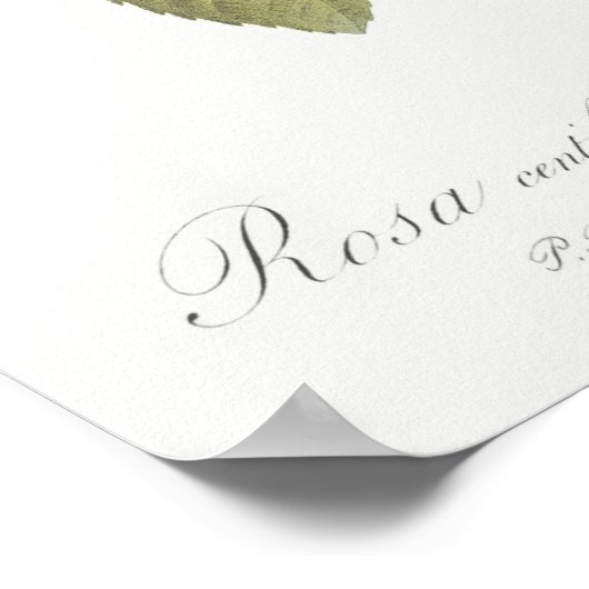  illustratie Roos Poster (Hoek)