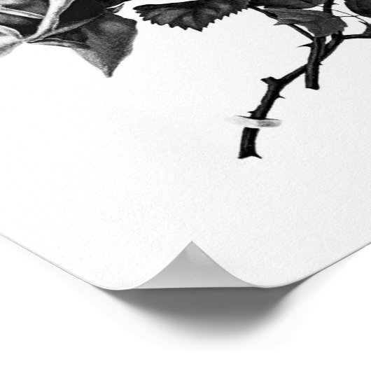  illustratie Roos Poster (Hoek)