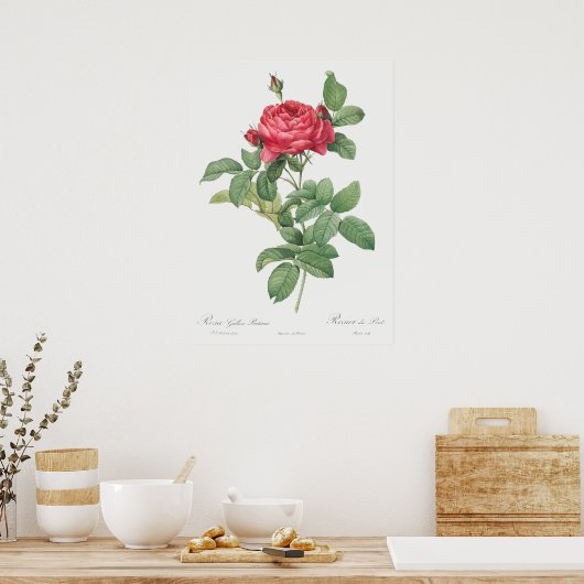  illustratie Roos Poster (Keuken)