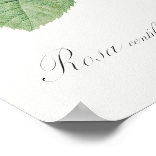  illustratie Roos Poster (Hoek)