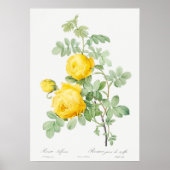  illustratie Roos Poster (Voorkant)