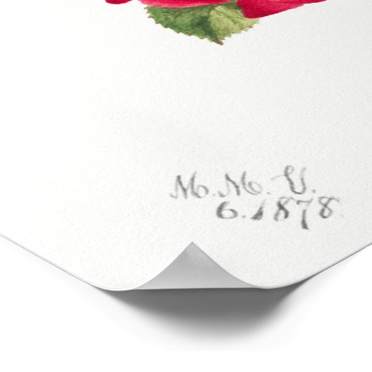  illustratie Roos Poster (Hoek)