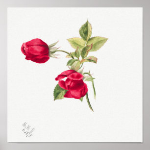  illustratie Roos Poster