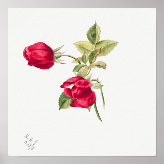  illustratie Roos Poster (Voorkant)