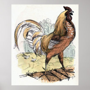 illustratie "Rooster" Poster