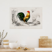 Illustratie  rooster poster (Keuken)