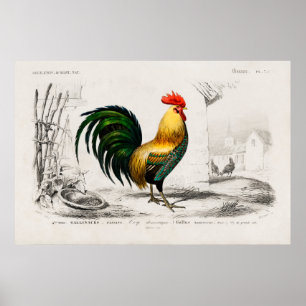 Illustratie rooster poster