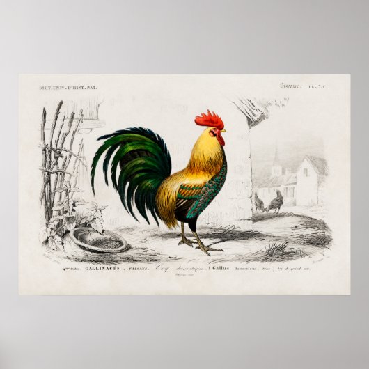 Illustratie  rooster poster (Voorkant)