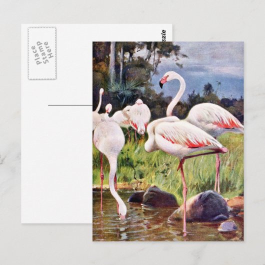  illustratie roze flamingos briefkaart (Voorkant / Achterkant)