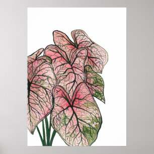 Illustratie roze Waterverf Caladium Poster
