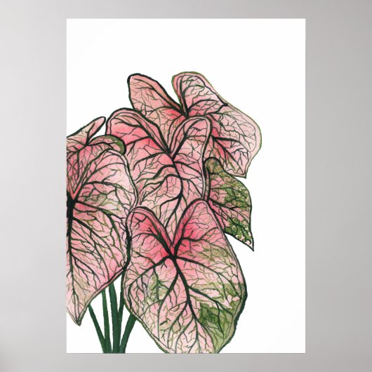 Illustratie roze Waterverf Caladium Poster (Voorkant)