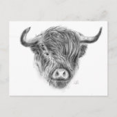 Illustratie Schotse hoogland Cow Briefkaart (Voorkant)