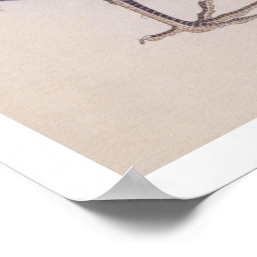  illustratie: Shamo kippen Poster (Hoek)