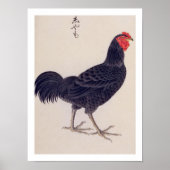  illustratie: Shamo kippen Poster (Voorkant)