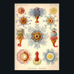 illustratie "Siphonophorae" Poster<br><div class="desc">Illustratie overgenomen uit "Kunstformen der Natur" - "Artforms in Natuur" - door Ernst Heinrich Haeckel. Het boek werd in 1904 in Oostenrijk gepubliceerd. De Siphonophorae is een groep zeedieren die nauw verwant zijn aan kwallen en koralen. Net als kwallen kunnen sifonofohores zich vrij over de oceaan bewegen. Ze jagen en...</div>