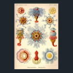 illustratie "Siphonophorae" Poster<br><div class="desc">Illustratie overgenomen uit "Kunstformen der Natur" - "Artforms in Natuur" - door Ernst Heinrich Haeckel. Het boek werd in 1904 in Oostenrijk gepubliceerd. De Siphonophorae is een groep zeedieren die nauw verwant zijn aan kwallen en koralen. Net als kwallen kunnen sifonofohores zich vrij over de oceaan bewegen. Ze jagen en...</div>