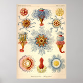illustratie "Siphonophorae" Poster (Voorkant)