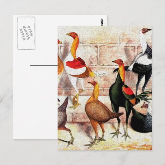  illustratie "Spelbantams" Briefkaart (Voorkant / Achterkant)