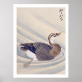 illustratie: Spot-billed eend Poster (Voorkant)